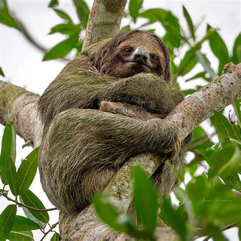 wild sloths in costa rica